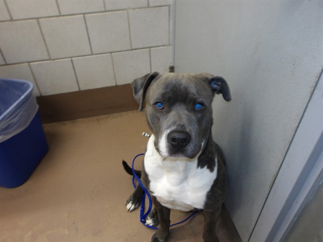 Rocky at Chicago Animal Care and Control