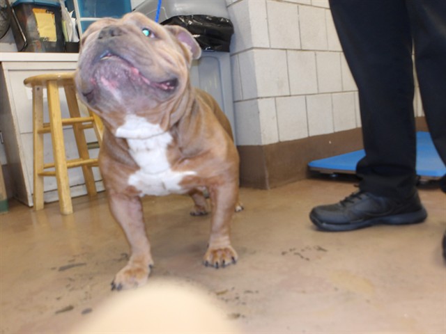 Roe at Chicago Animal Care and Control