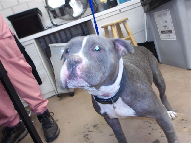 American Pit Bull Terrier at Chicago Animal Care and Control