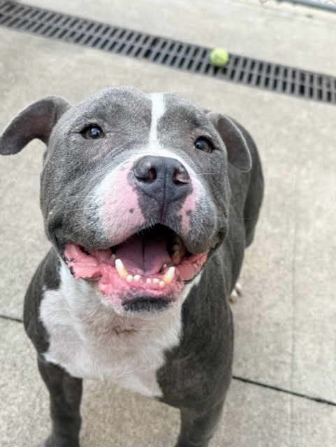 Capocollo at Chicago Animal Care and Control — photo 1