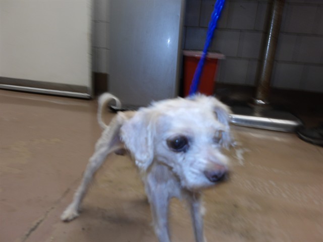 Fluffy at Chicago Animal Care and Control
