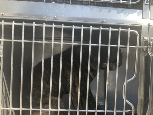 Bryant at Chicago Animal Care and Control