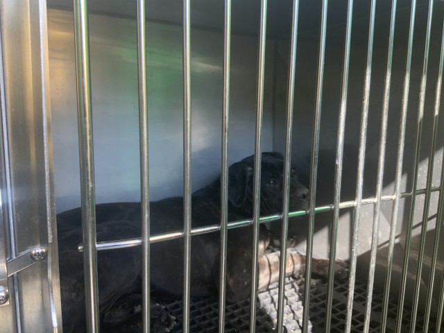 Cane Corso at Chicago Animal Care and Control