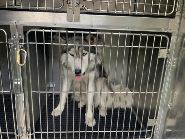 Dog A319634 at Chicago Animal Care and Control