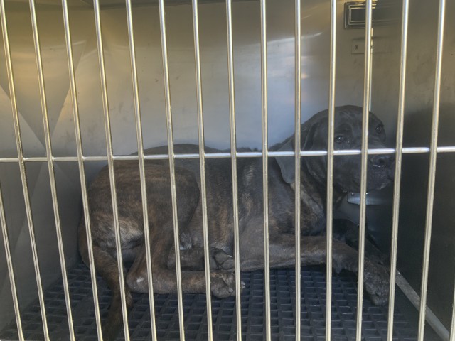 Cane Corso at Chicago Animal Care and Control