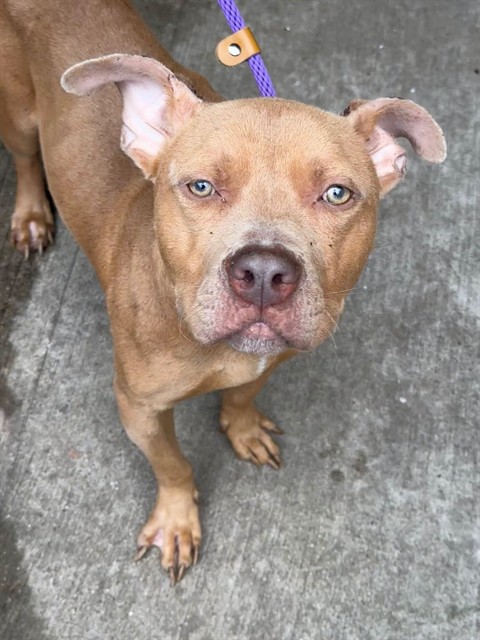 Parcheesi available through Chicago Animal Care and Control