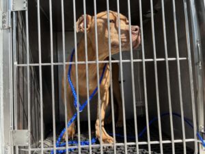 Parcheesi, adoptable American Pit Bull Terrier at Chicago Animal Care and Control