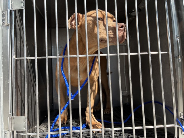 American Pit Bull Terrier at Chicago Animal Care and Control
