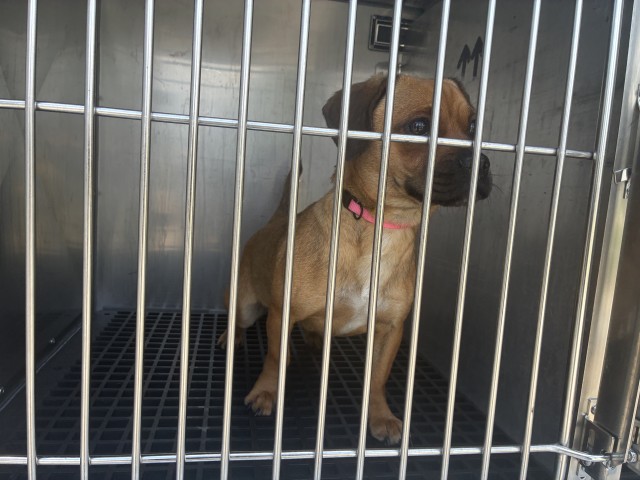 Dog A319641 at Chicago Animal Care and Control