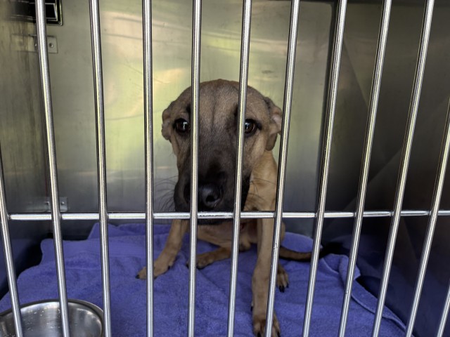 German Shepherd Dog at Chicago Animal Care and Control