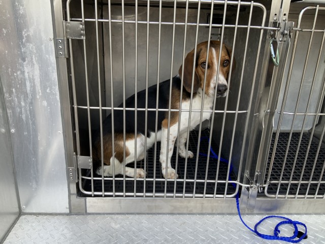 Beagle at Chicago Animal Care and Control