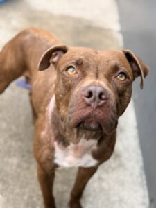 Cookie, adoptable American Pit Bull Terrier at Chicago Animal Care and Control