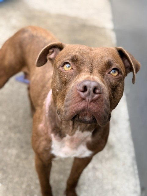 Cookie at Chicago Animal Care and Control