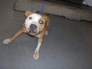 Cash, adoptable American Pit Bull Terrier at Chicago Animal Care and Control