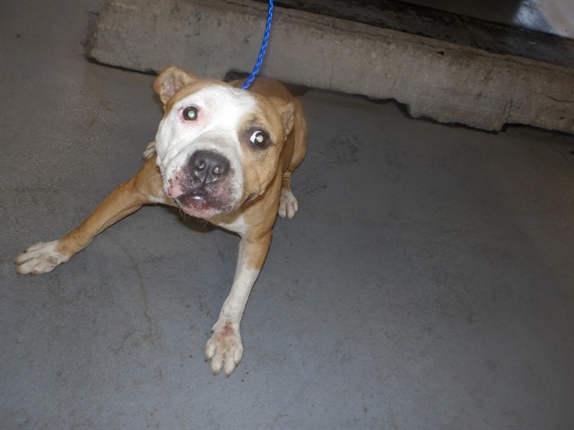 Cash at Chicago Animal Care and Control
