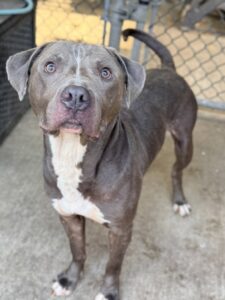 Herbie, adoptable American Pit Bull Terrier at Chicago Animal Care and Control