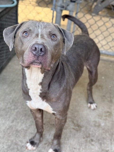 Herbie at Chicago Animal Care and Control