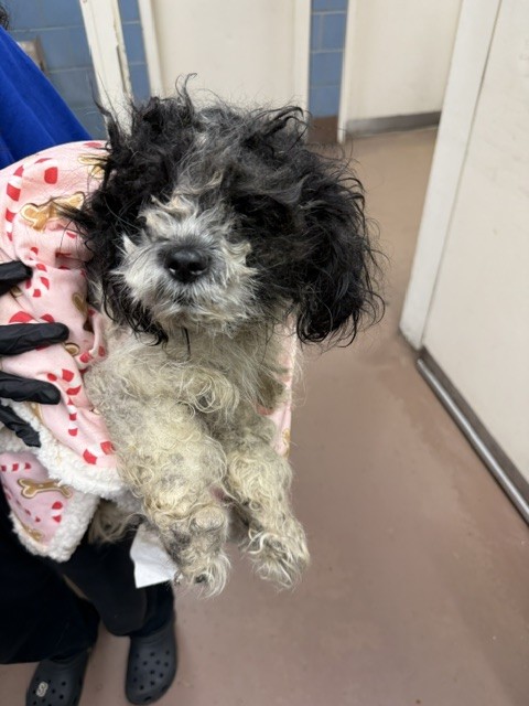 Poodle at Chicago Animal Care and Control