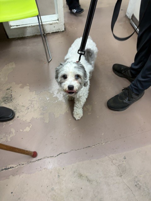 Shaggy at Chicago Animal Care and Control
