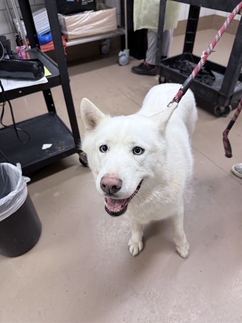 Blizzard at Chicago Animal Care and Control