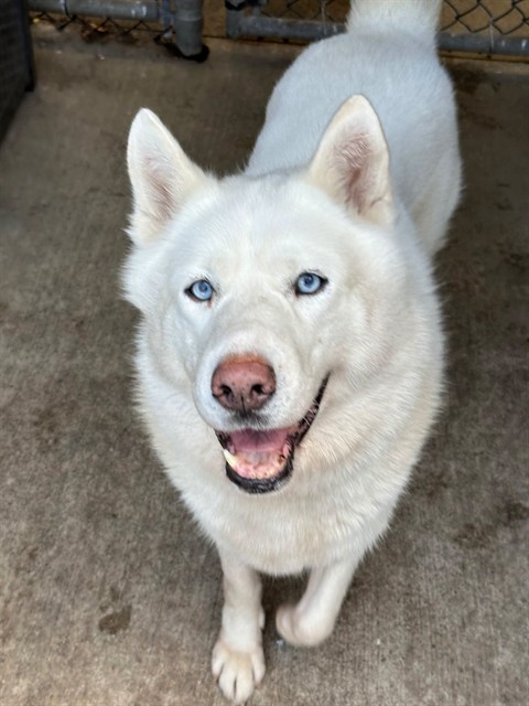 Blizzard, adoptable Siberian Husky at Chicago Animal Care and Control