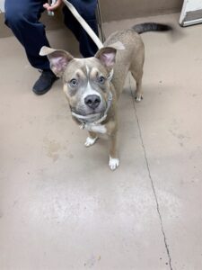 Lil Monster, adoptable American Pit Bull Terrier at Chicago Animal Care and Control