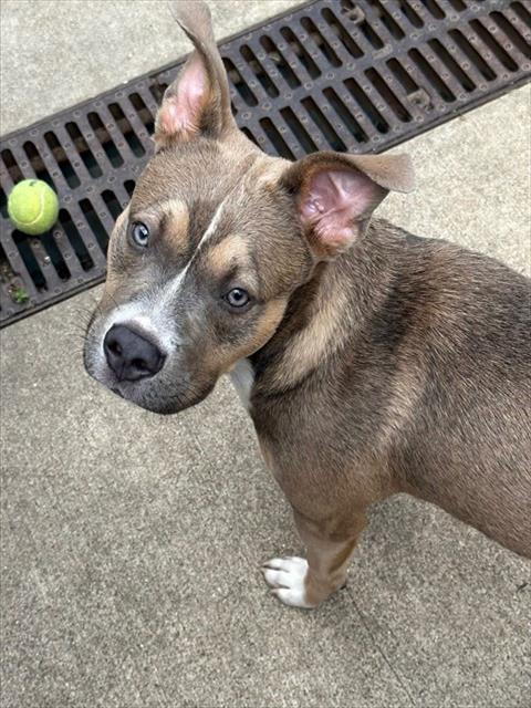Graham, adoptable American Pit Bull Terrier at Chicago Animal Care and Control