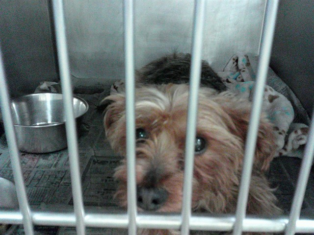 Yorkshire Terrier at Chicago Animal Care and Control