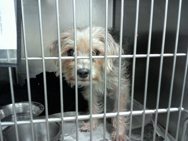 Yorkshire Terrier at Chicago Animal Care and Control
