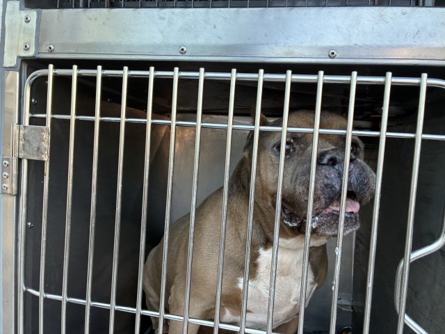 American Pit Bull Terrier / American Bulldog / Bull Terrier / Bulldog at Chicago Animal Care and Control