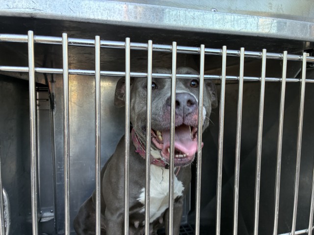American Pit Bull Terrier / American Bulldog / Bull Terrier / Bulldog at Chicago Animal Care and Control