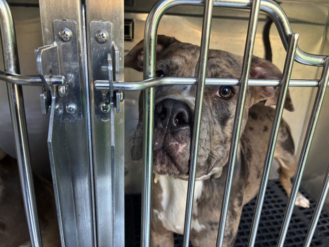 American Pit Bull Terrier / American Bulldog / Bull Terrier / Bulldog at Chicago Animal Care and Control
