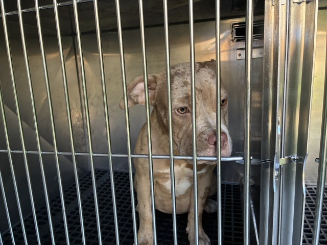 American Pit Bull Terrier / American Bulldog / Bull Terrier / Bulldog at Chicago Animal Care and Control