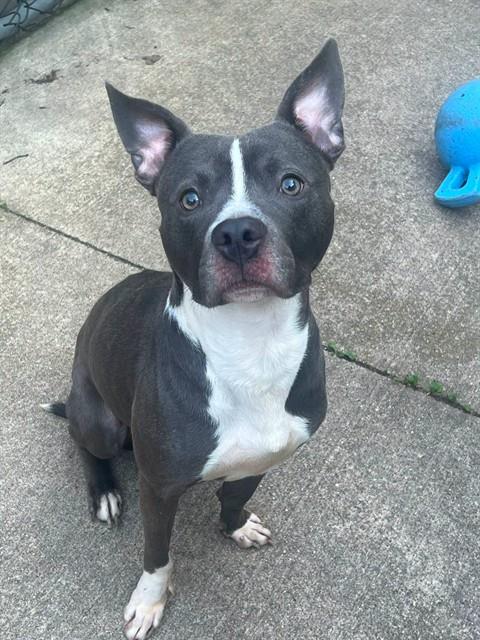 Irvin, adoptable American Pit Bull Terrier at Chicago Animal Care and Control