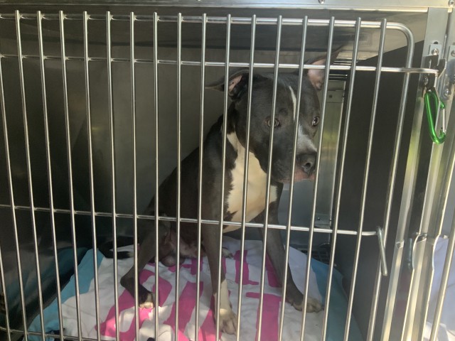 American Pit Bull Terrier at Chicago Animal Care and Control