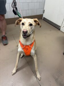 Bailey, adoptable Labrador Retriever at Chicago Animal Care and Control