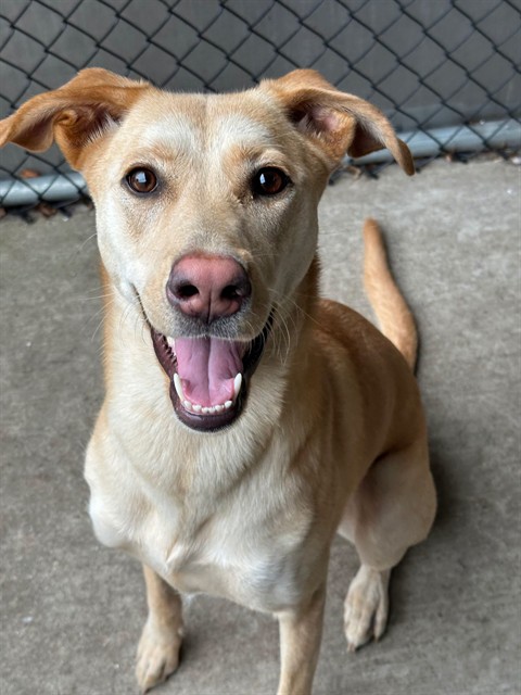 Bailey, adoptable Labrador Retriever at Chicago Animal Care and Control