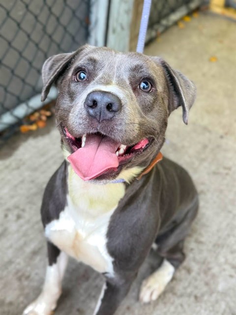 Ashton available through Chicago Animal Care and Control