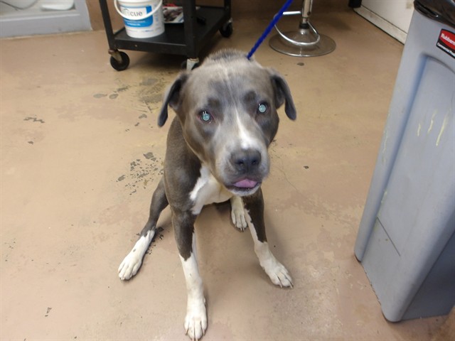 American Pit Bull Terrier at Chicago Animal Care and Control