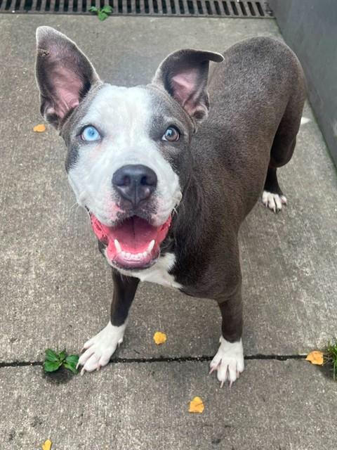 Essie available through Chicago Animal Care and Control