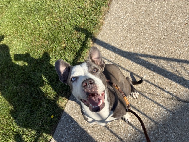 American Pit Bull Terrier at Chicago Animal Care and Control