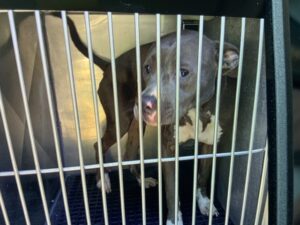 Renata, adoptable American Pit Bull Terrier at Chicago Animal Care and Control