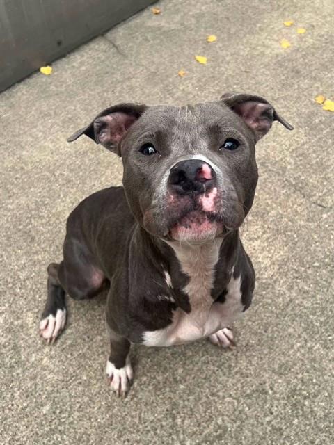 Renata available through Chicago Animal Care and Control