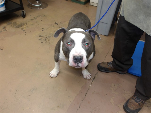 Buddy at Chicago Animal Care and Control