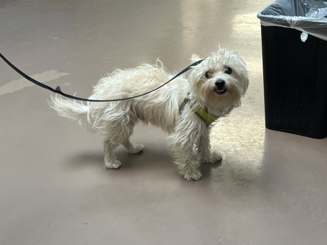 Dog A319788 at Chicago Animal Care and Control
