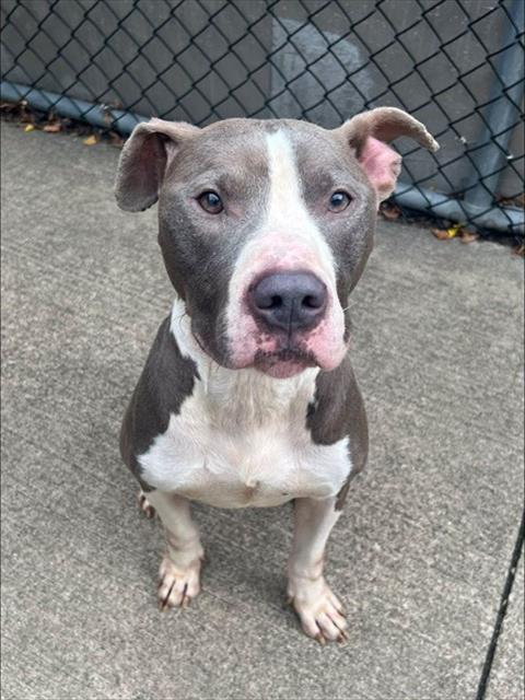 Wittmore available through Chicago Animal Care and Control