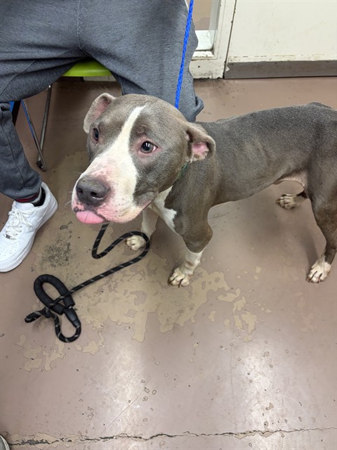American Pit Bull Terrier at Chicago Animal Care and Control