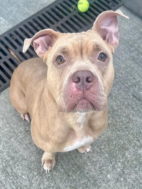 Lorelei available through Chicago Animal Care and Control