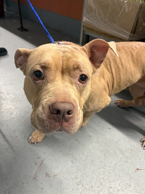 American Pit Bull Terrier at Chicago Animal Care and Control