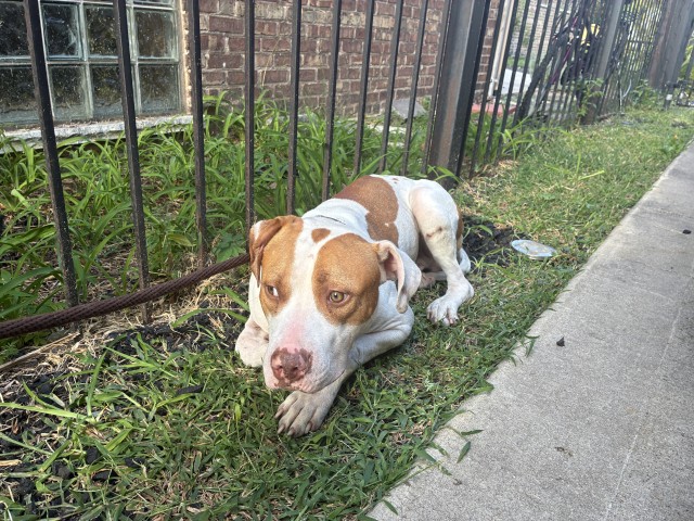 American Pit Bull Terrier at Chicago Animal Care and Control